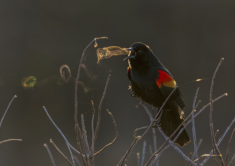 Red-winged blackbird blowing vapor rings. Taken with a Nikon D500 with Nikon 200-500mm f/5.6E ED VR lens; 1/800 second at f/6.3; ISO 2500